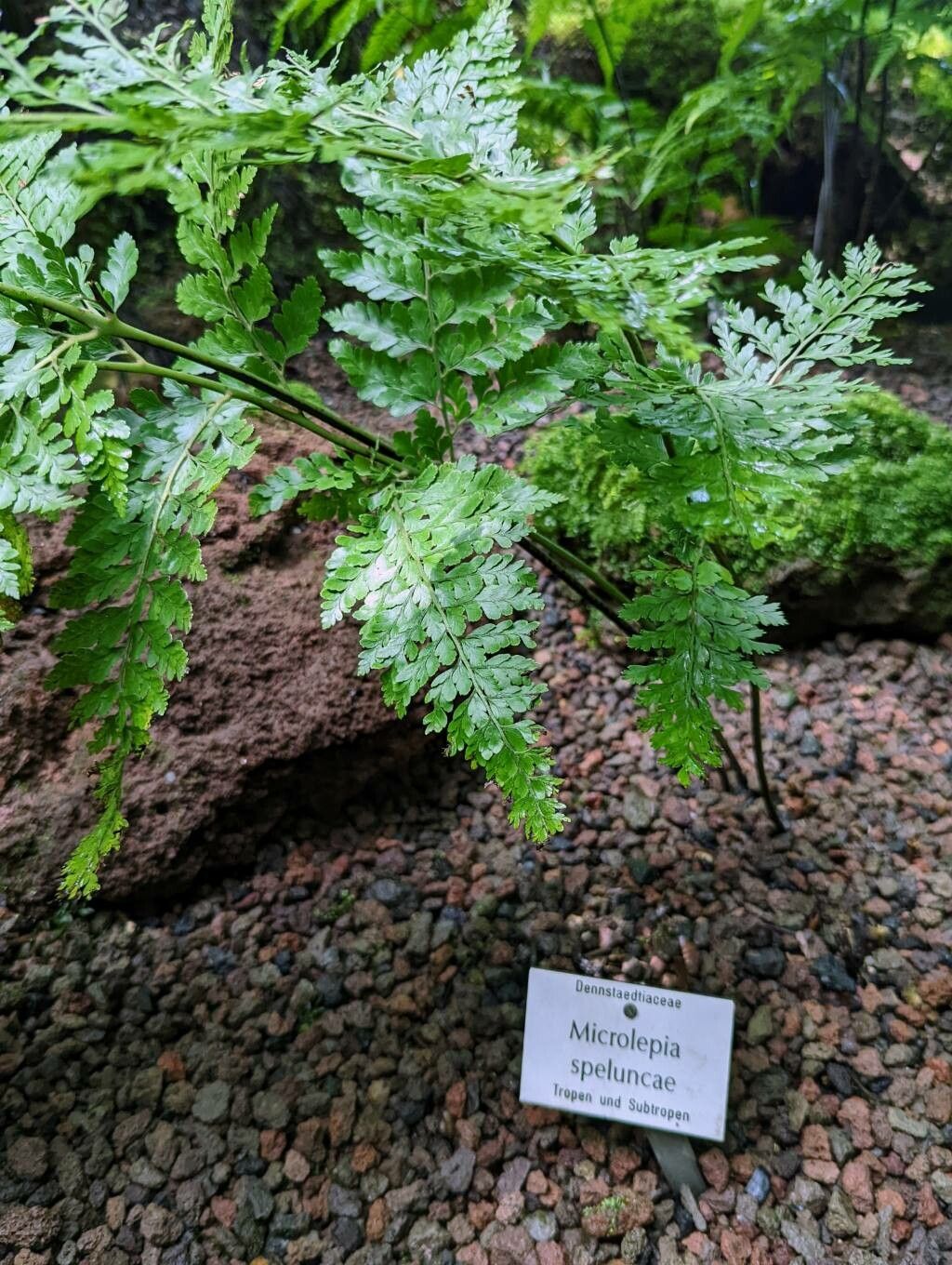 Microlepia speluncae habit