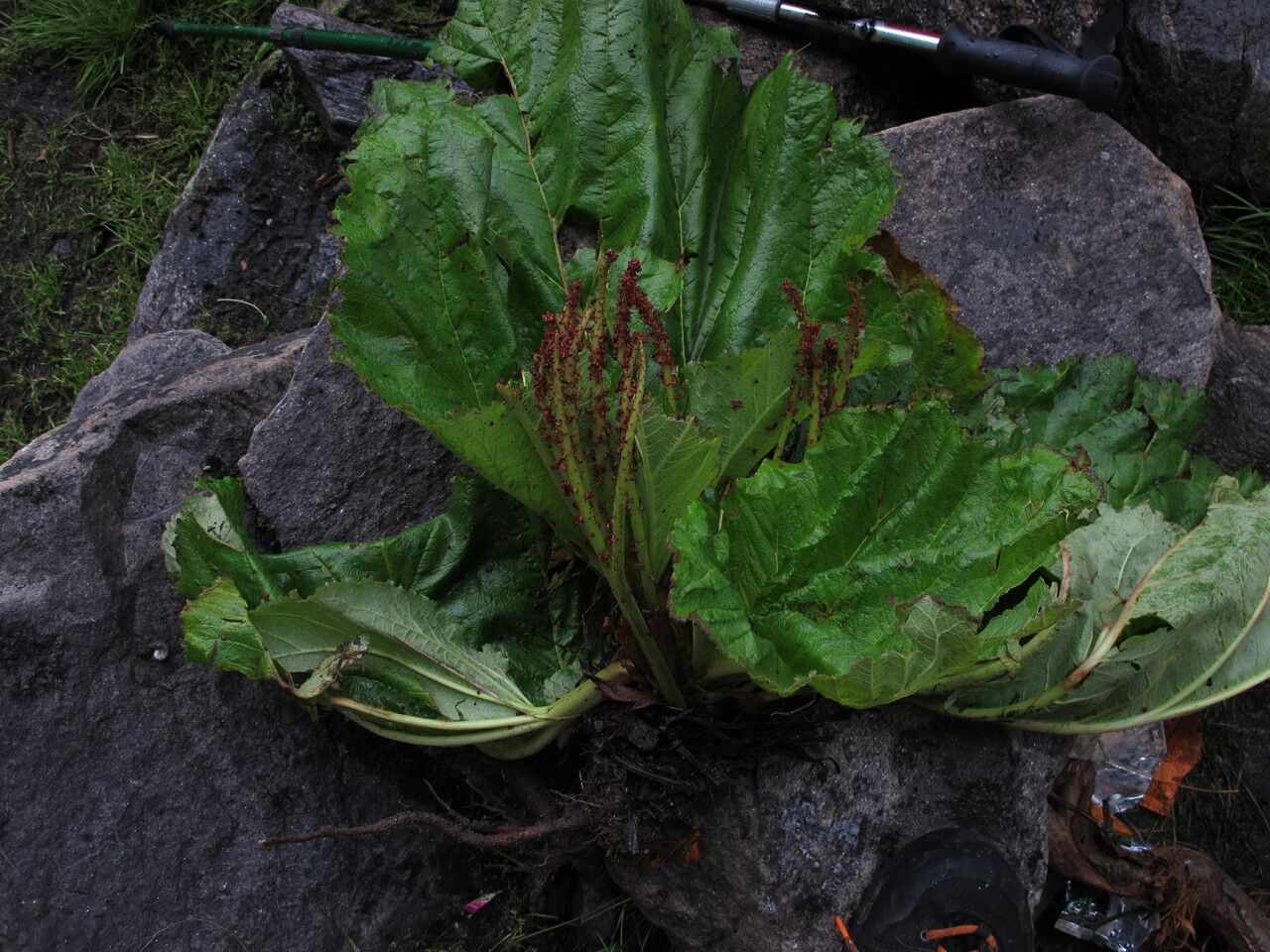 Rheum spiciforme habit