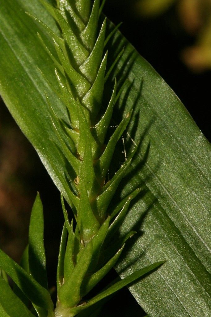 Phlegmariurus schlechteri bark