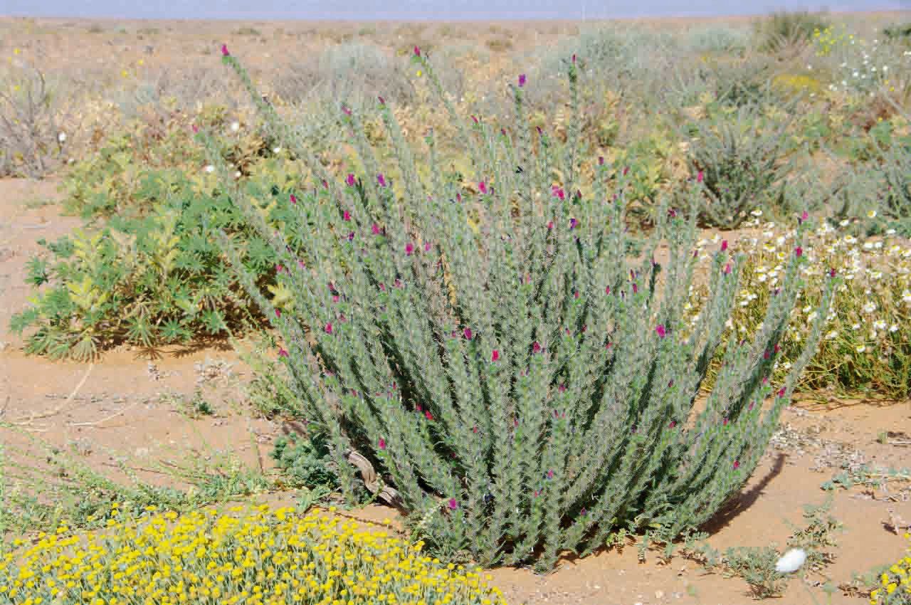 Echium horridum habit