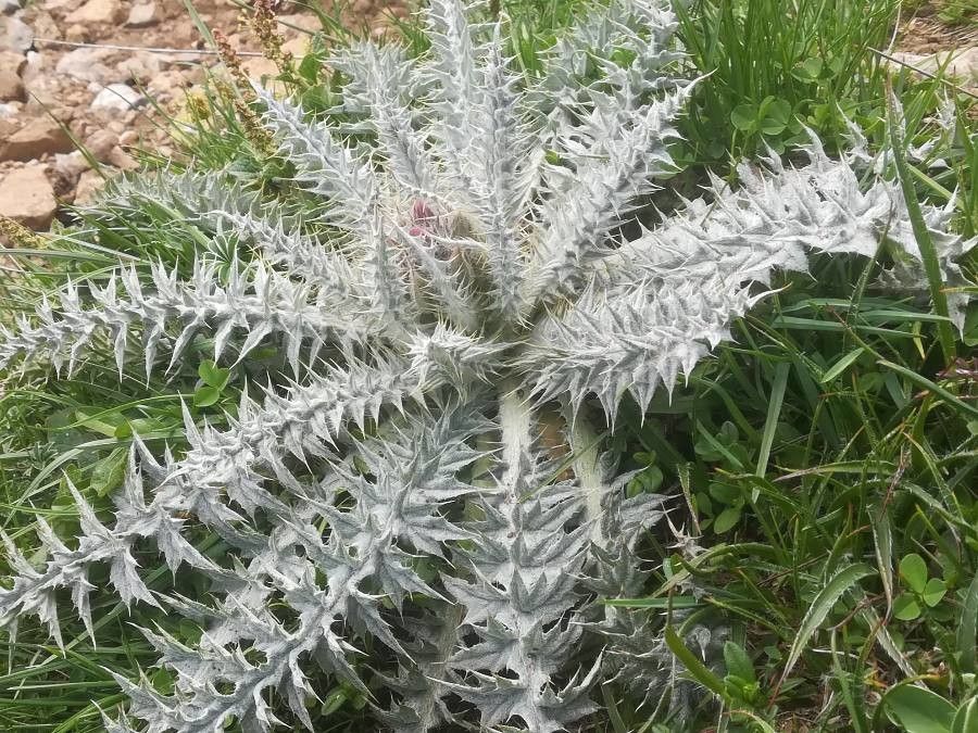 Onopordum acaulon — related species from the same genus