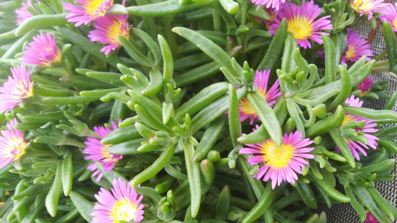 Delosperma sutherlandii leaf