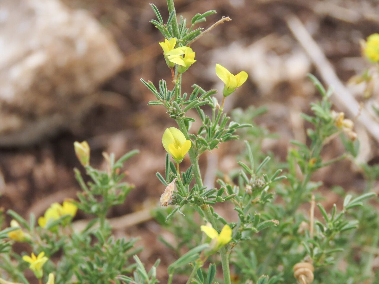 Medicago prostata flower
