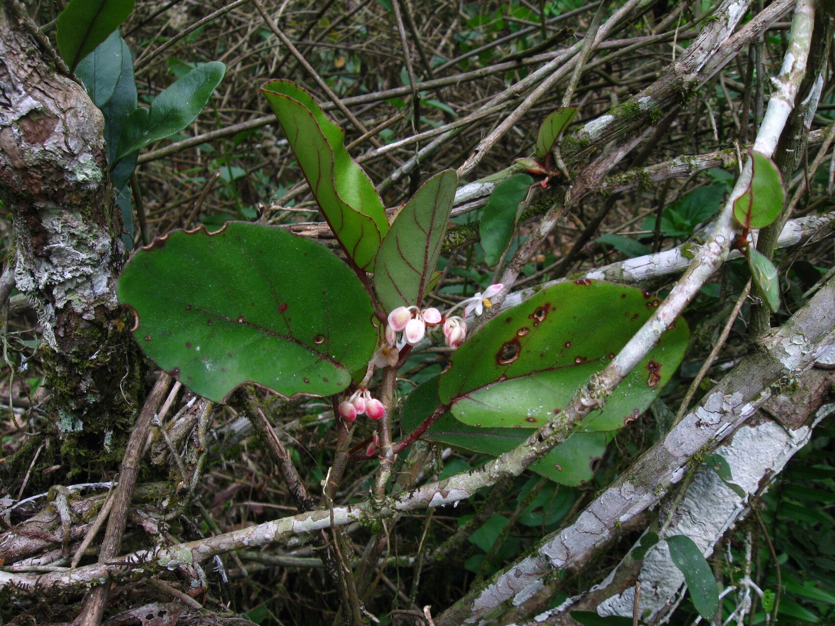 Begonia kisuluana habit