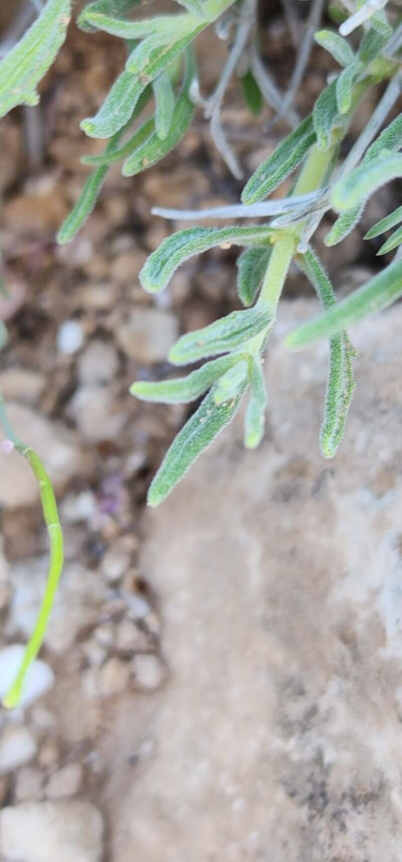 Ajuga chamaecistus leaf