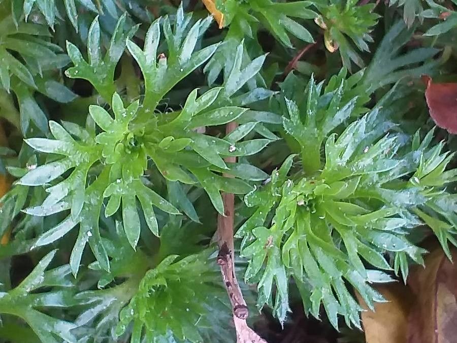 Saxifraga hypnoides leaf