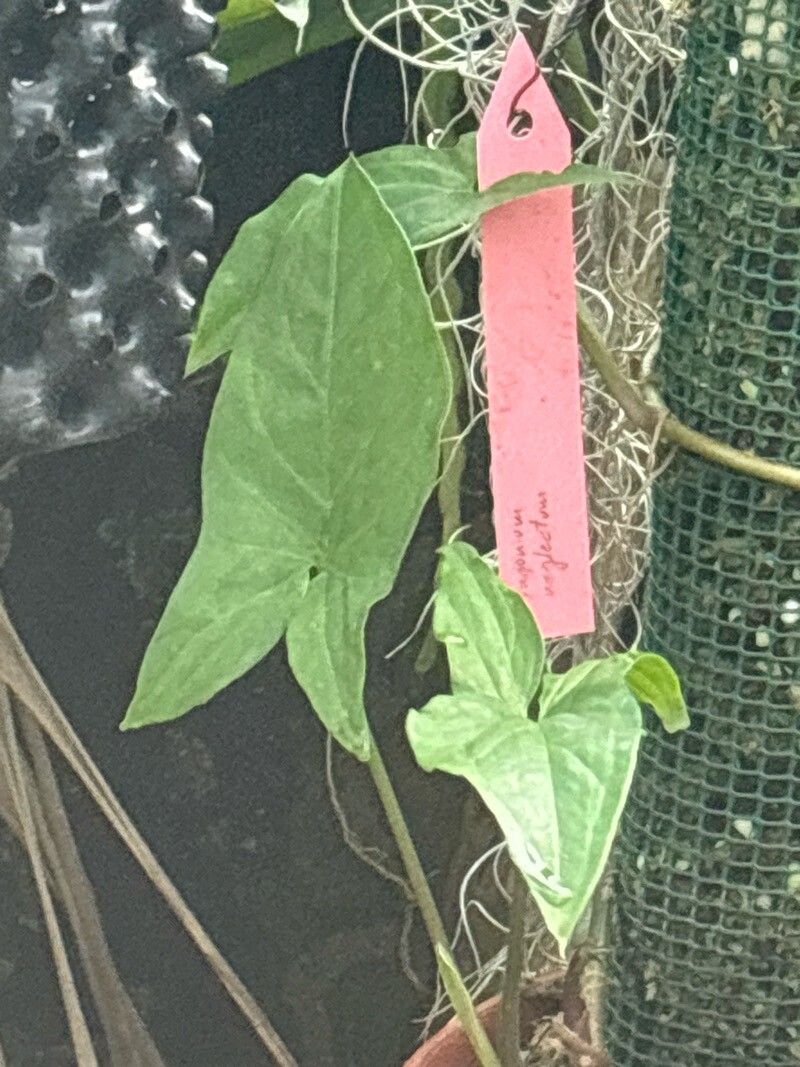 Syngonium neglectum leaf