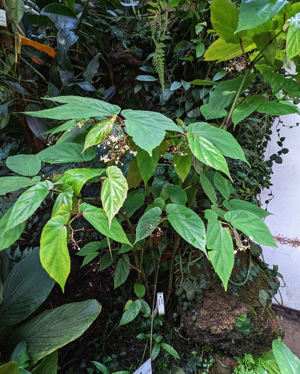 Begonia isoptera habit