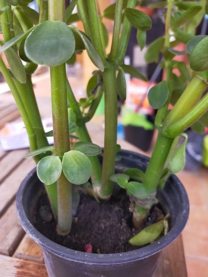 Peperomia inaequalifolia bark