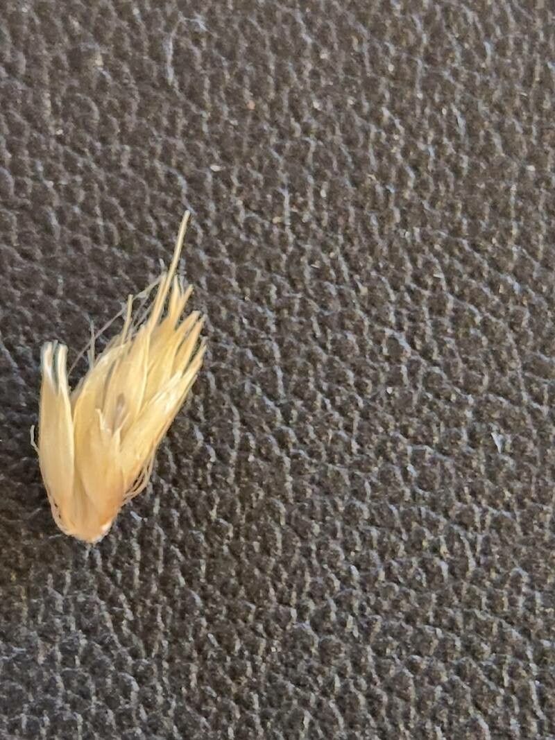 Cenchrus squamulatus fruit