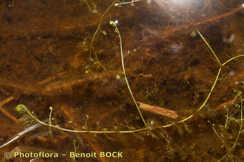Utricularia ochroleuca habit