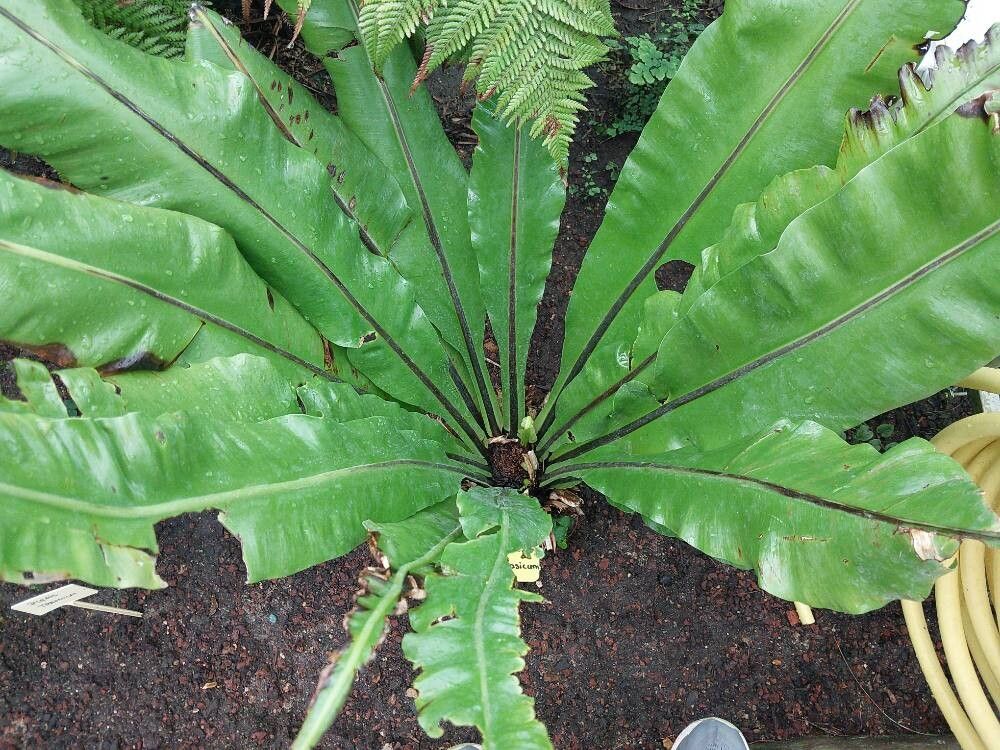 Asplenium australasicum leaf