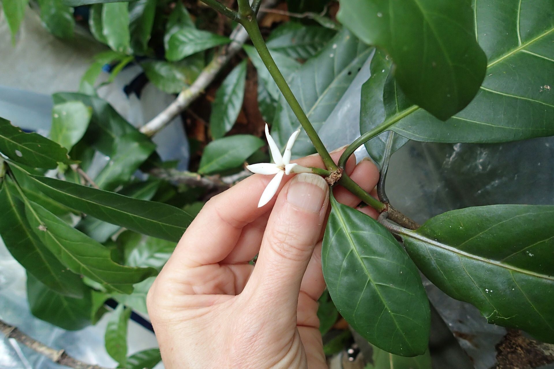 Atractocarpus ngoyensis flower