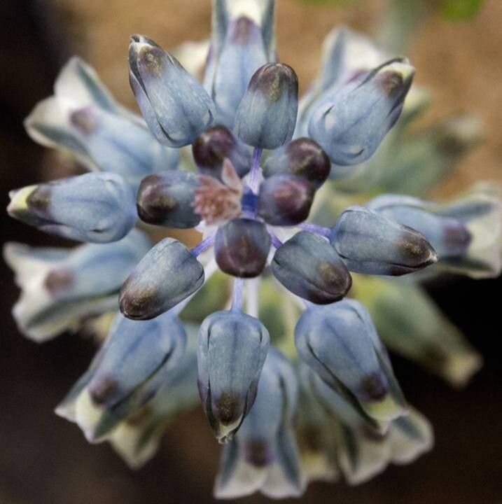 Lachenalia perryae — houseplant care guide