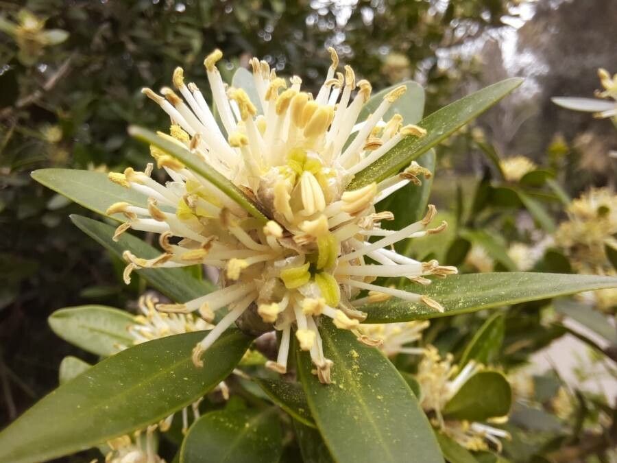 Buxus balearica flower