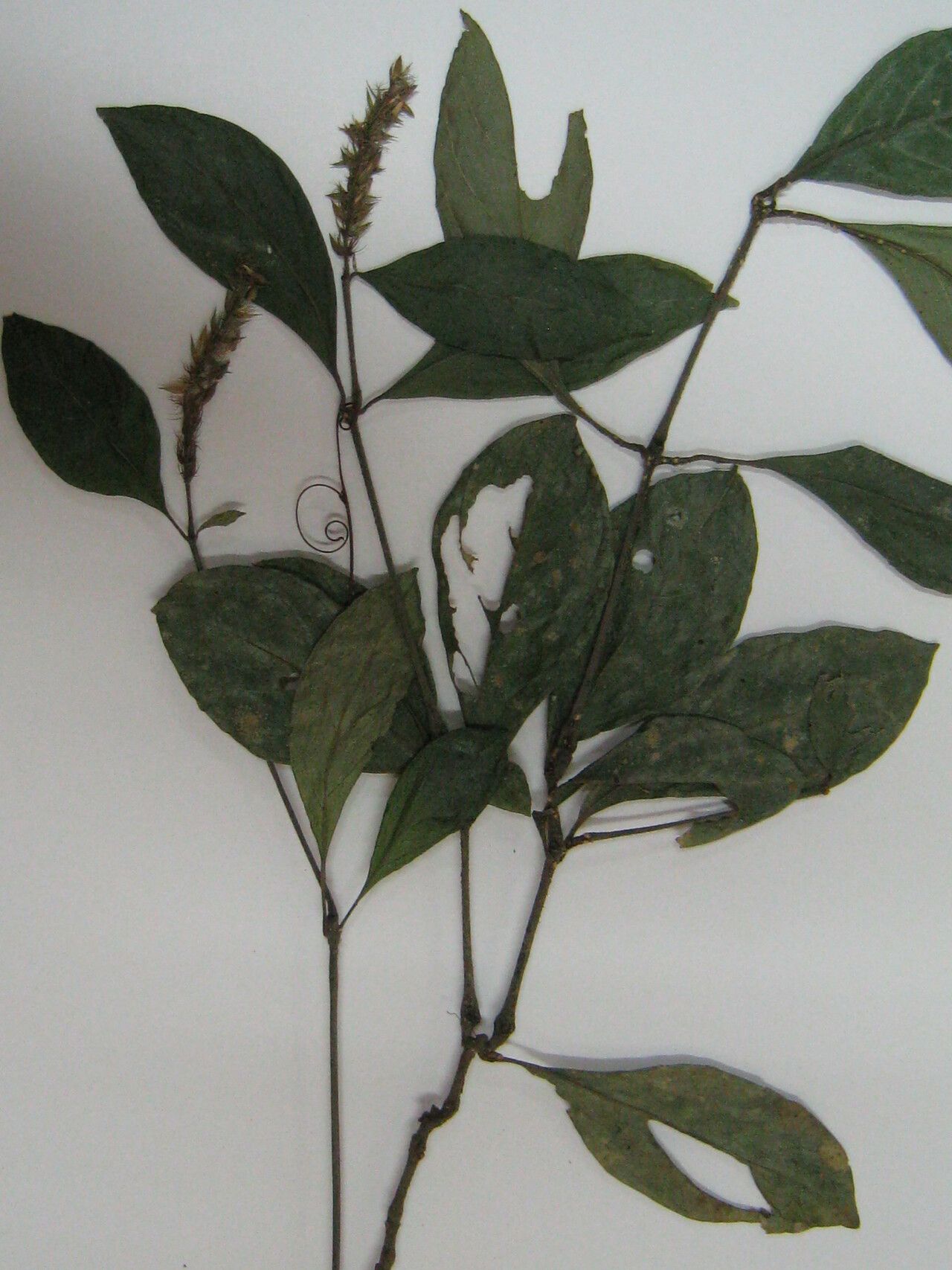 Justicia cayennensis other