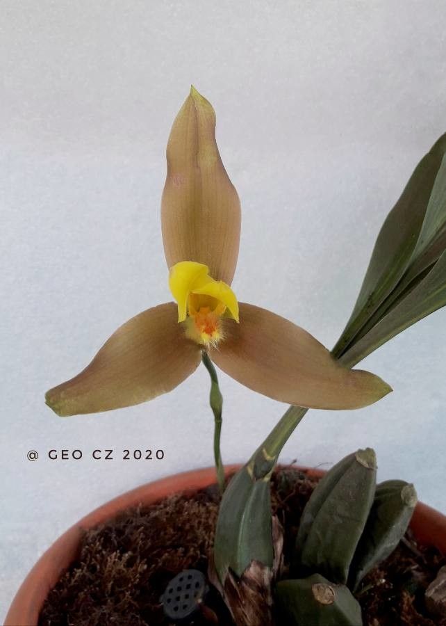 Lycaste lasioglossa — search result for 'El Salvador'