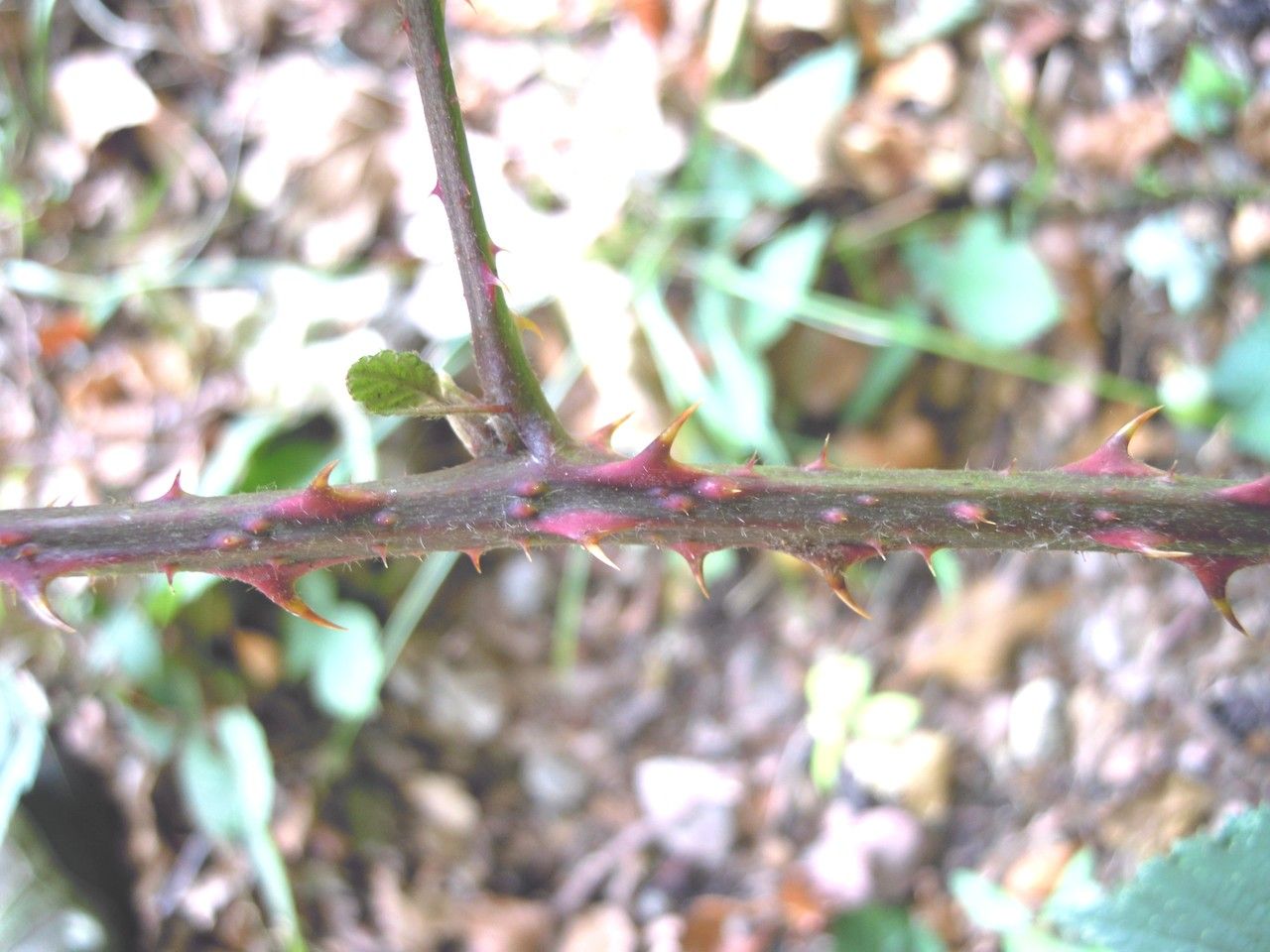 Rubus infestus bark
