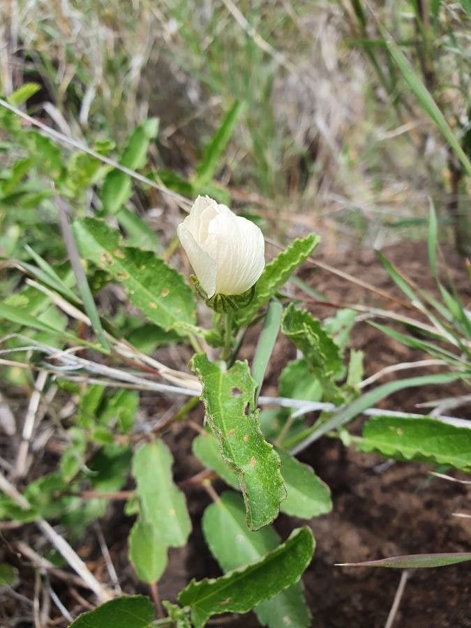 Pavonia propinqua — houseplant care guide