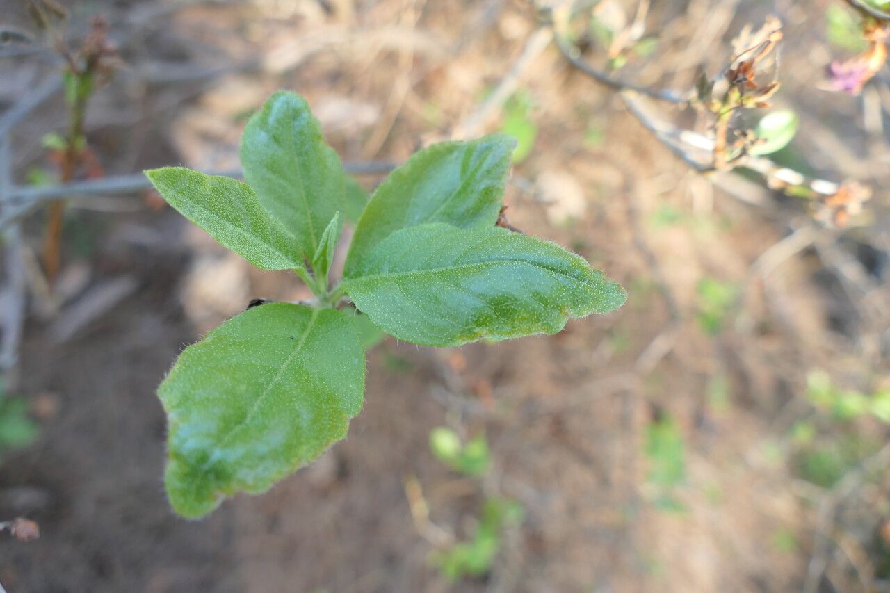 Rhododendron mucronulatum — search result for 'Mongolia'