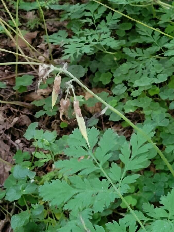 Dicentra formosa fruit