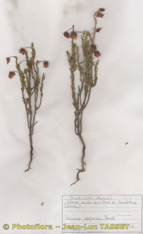 Fumana scoparia habit