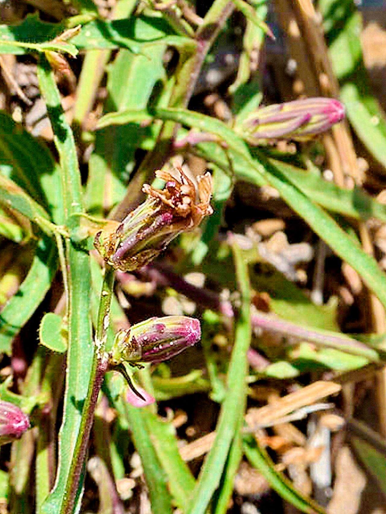 Stephanomeria lactucina — related species from the same genus