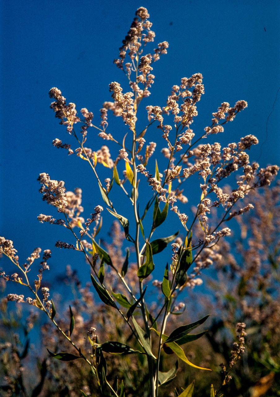Lepidium latifolium flower