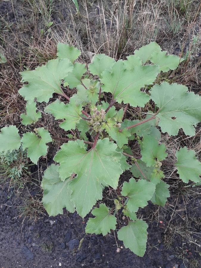 Xanthium albinum habit