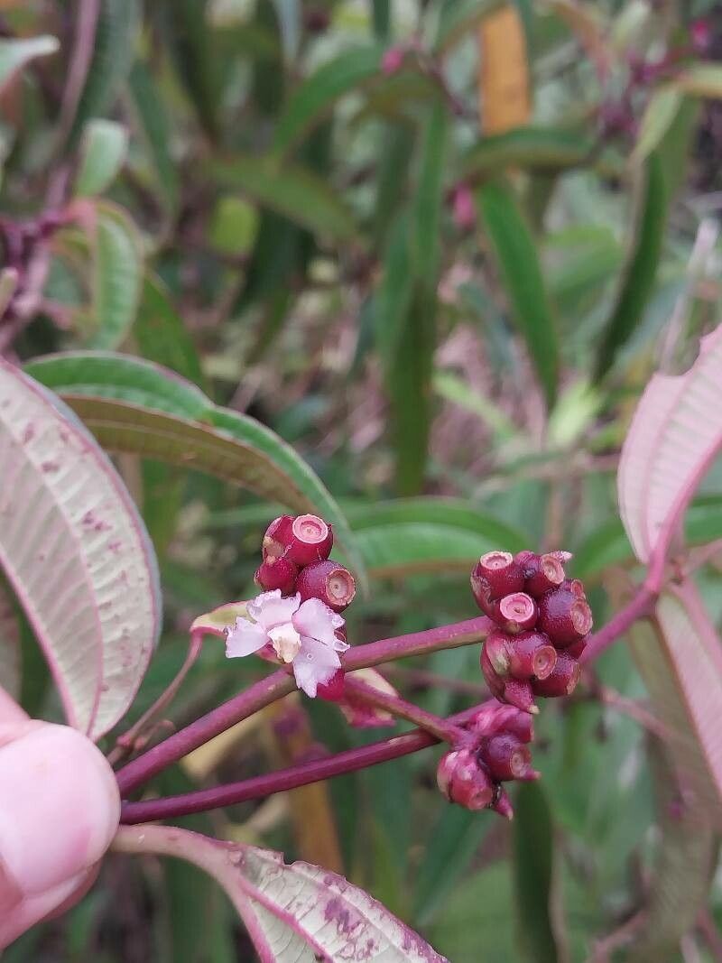 Miconia monteleagreana flower