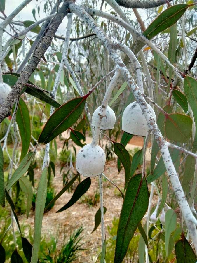 Eucalyptus caesia flower