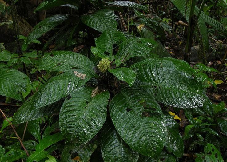 Psychotria alfaroana habit