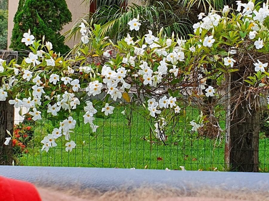 Mandevilla splendens — search result for 'Apocynaceae'