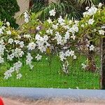 Mandevilla splendens