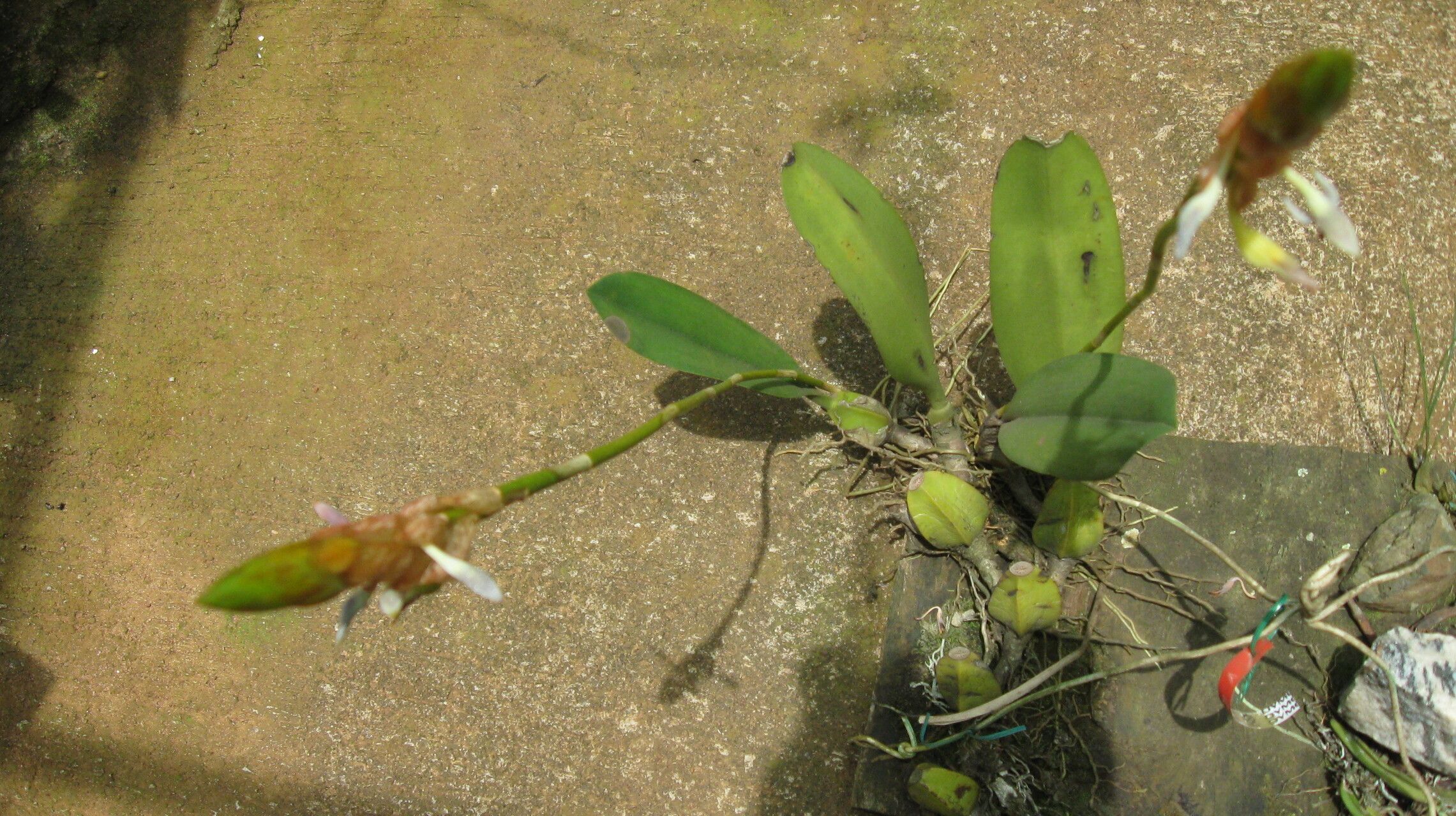 Bulbophyllum schinzianum habit