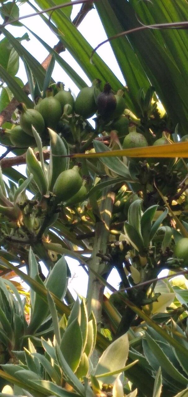 Agave vivipara flower