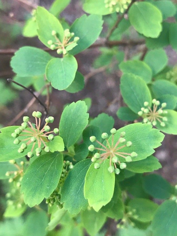 Spiraea trilobata fruit
