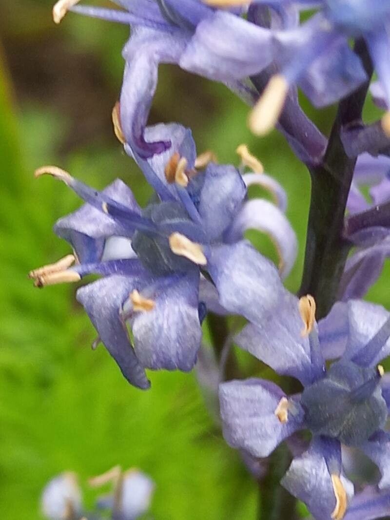 Hyacinthoides cedretorum flower