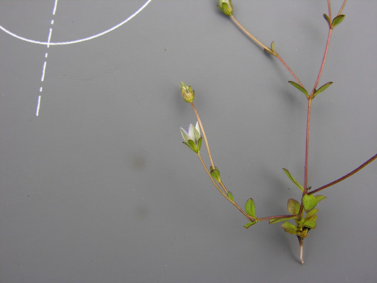 Lomatogonium chumbicum habit