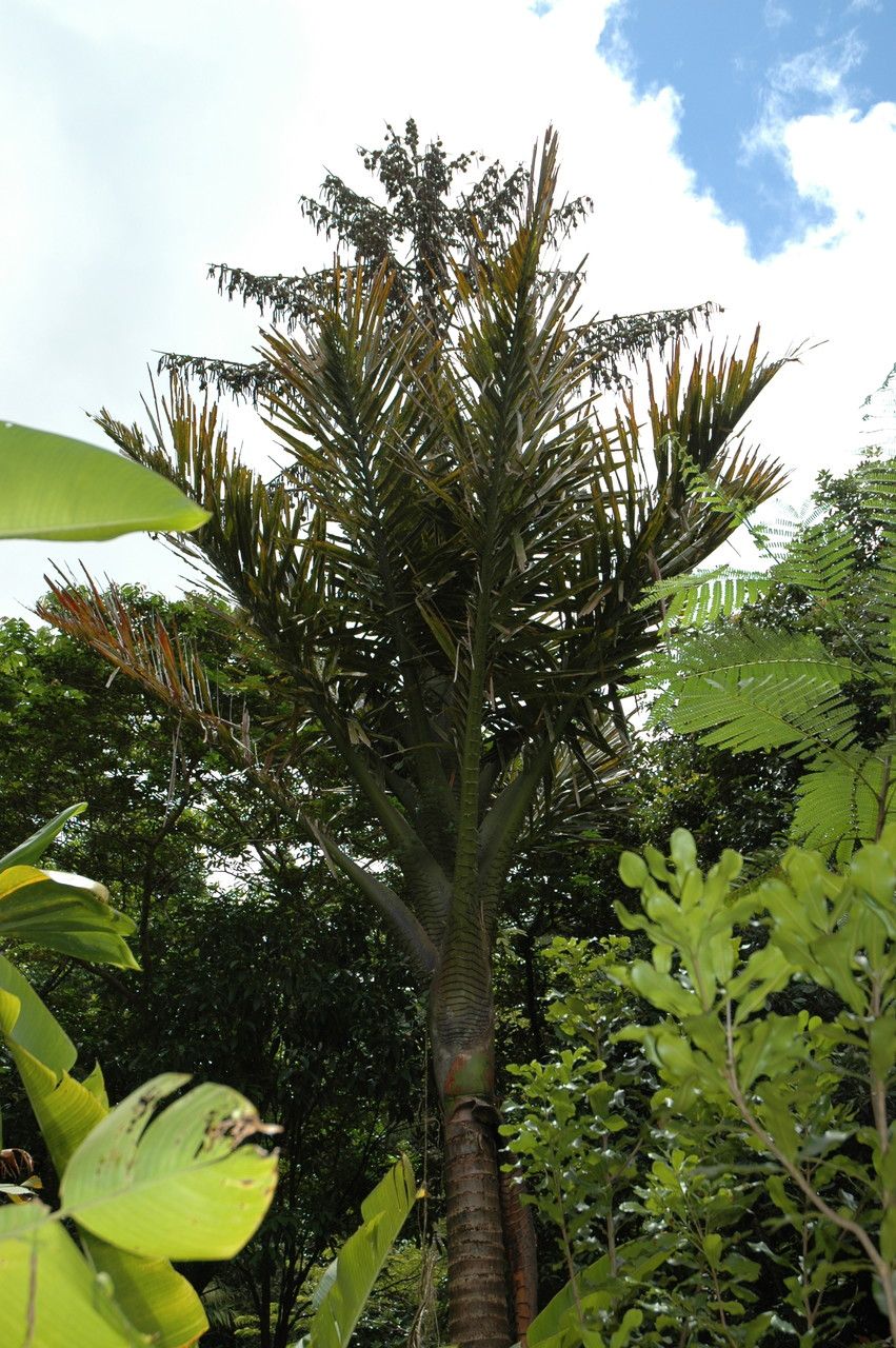 Metroxylon salomonense habit