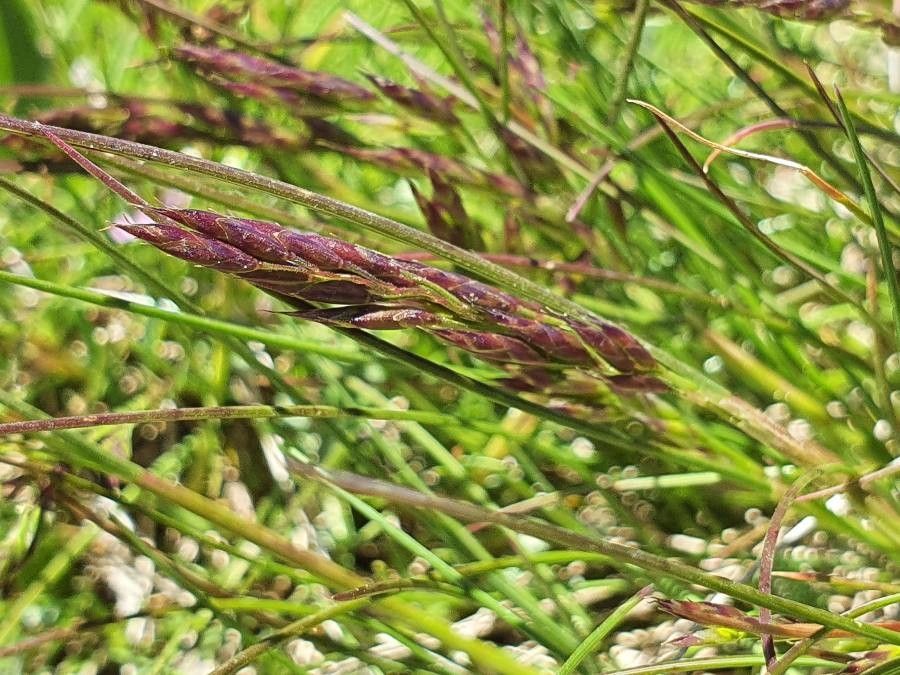 Agrostis rupestris flower