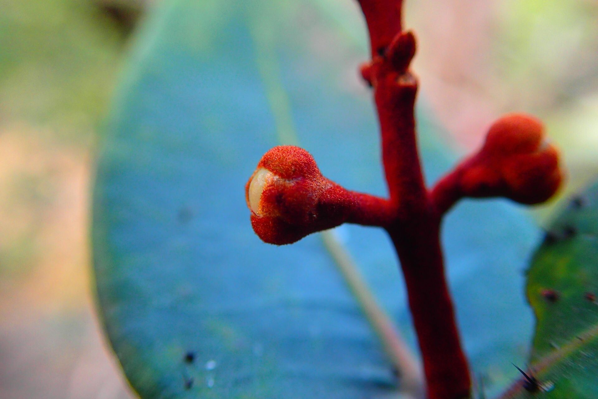 Eugenia homedeboana flower