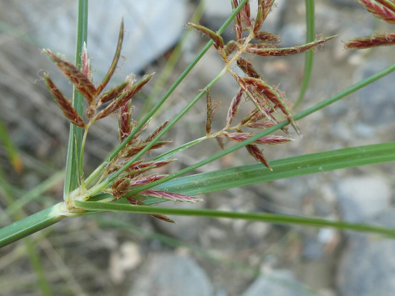 Cyperus longus flower