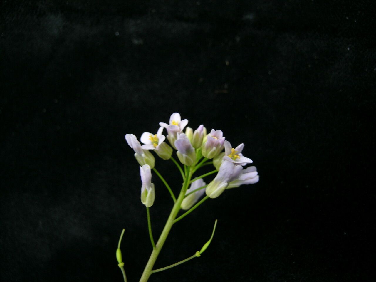 Noccaea nepalensis — search result for 'Noccaea'