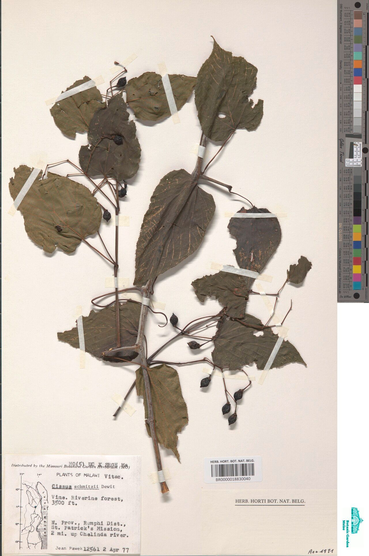 Cissus schmitzii — houseplant care guide