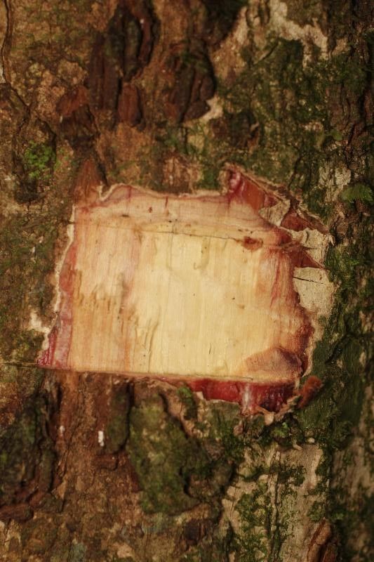 Eschweilera congestiflora other