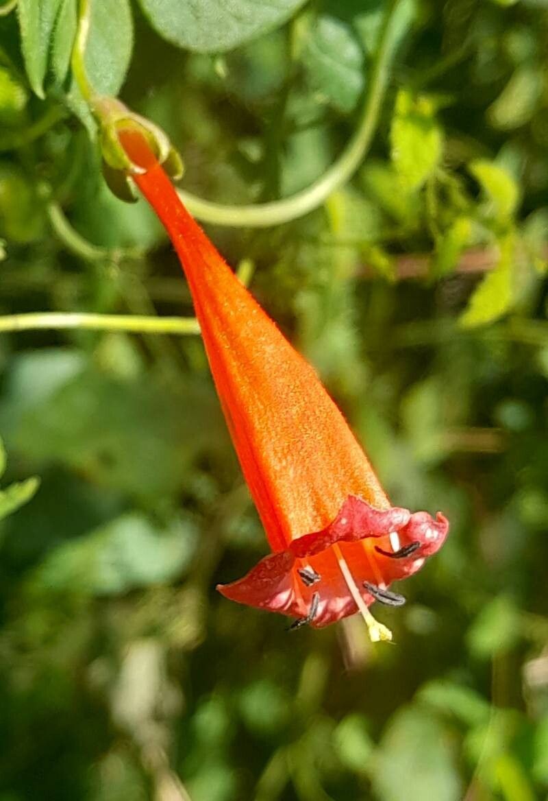Manettia cordifolia flower