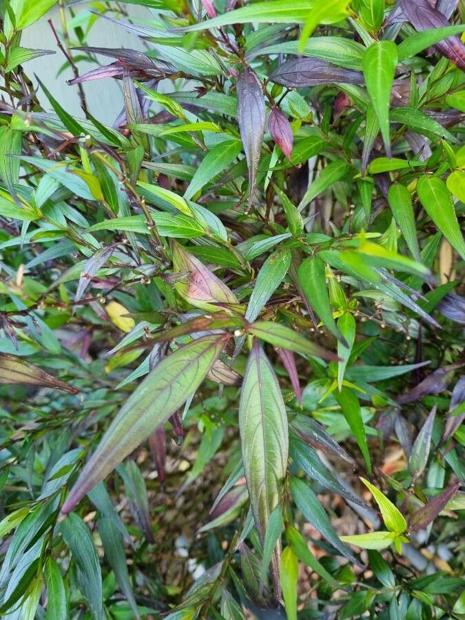 Strobilanthes persicifolia — search result for 'Strobilanthes'