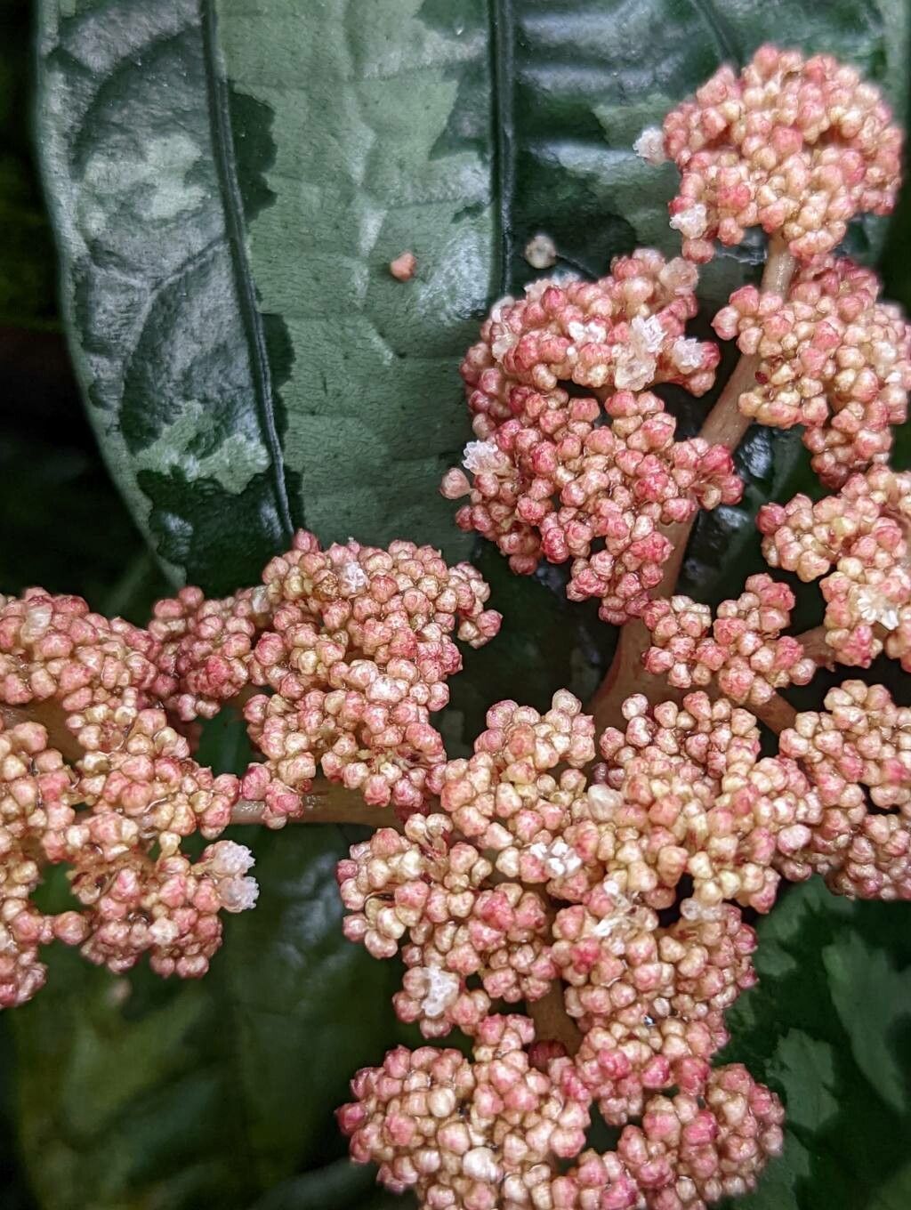 Elatostema latifolium flower