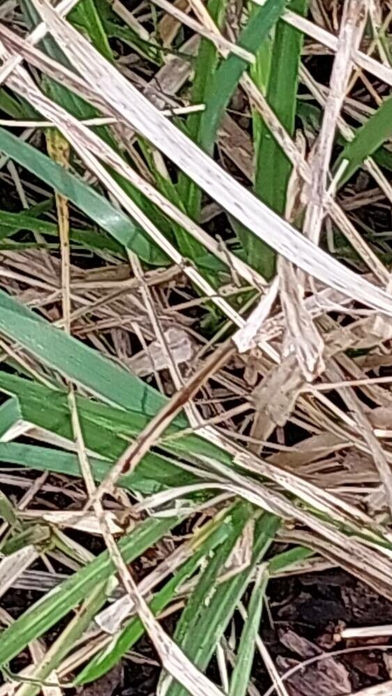 Lolium letourneuxianum leaf